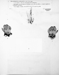 Sclerotium compactum image